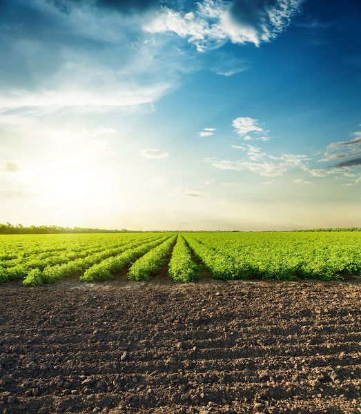 La transition agroécologique en Algérie : Protéger nos sols pour l\'avenir